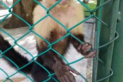 monkey