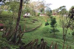 teak farm 2