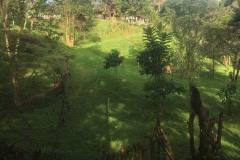 teak farm teak farm